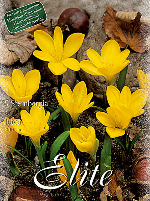 Gewitterblume, Sternbergia lutea (Art.Nr. 597374)