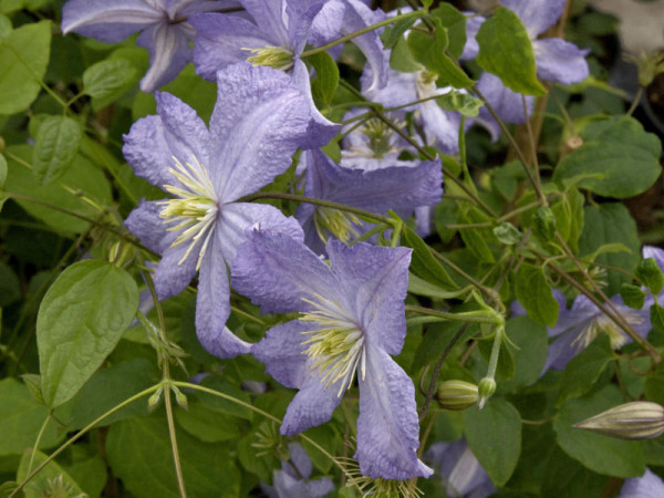 Clematis &#039;Prince Charles&#039;