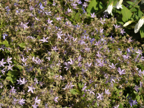 Campanula poscharskyana &#039;Lisduggan&#039; (M), Hängepolster-Glockenblume