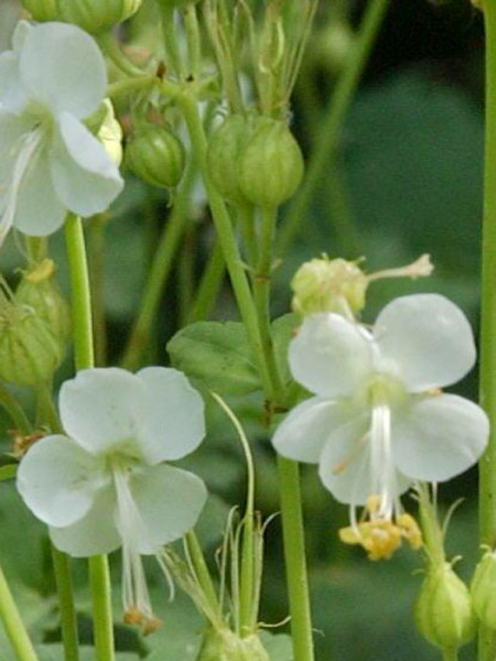 Blüten des Balkan-Storchschnabels 'White Ness'