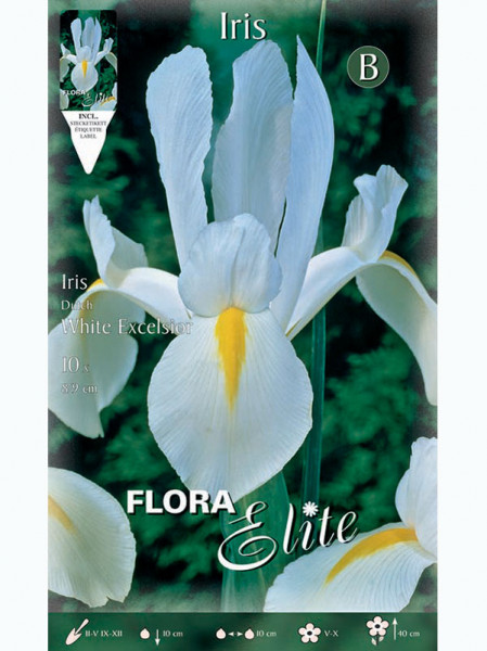 Holländische Iris &#039;White Excelsior&#039;, Iris hollandica (Art.Nr. 5215890)