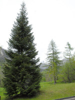 Abies nordmanniana, Nordmanntanne