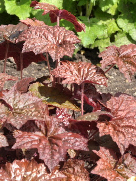 Heuchera x micrantha &#039;Palace Purple&#039; (M), Purpurglöckchen, Purpurblatt