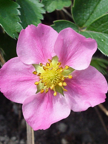 Die Blüte der Ziererdbeere 'Rosea'