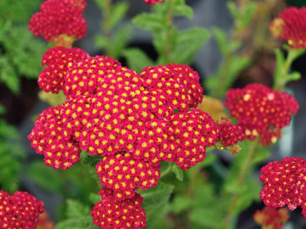 Achillea millefolium &#039;Tutti Frutti Pomegranate&#039;®, Schafgarbe