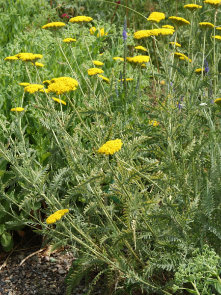 Achillea filipendulina &#039;Coronation Gold&#039; (M), Schafgarbe, Goldquirl-Garbe