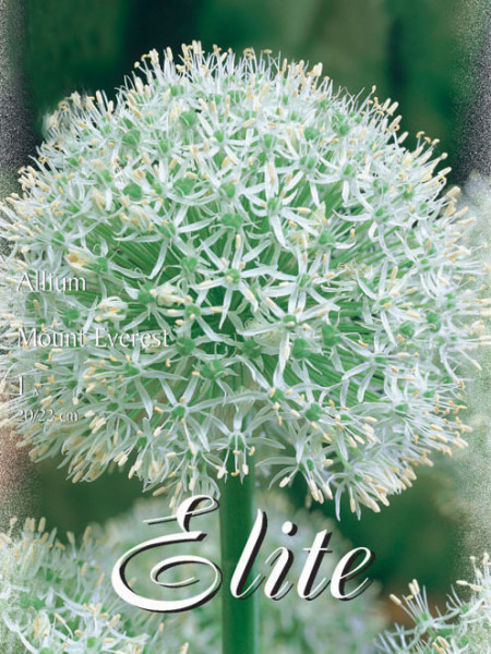 Allium 'Mount Everest' (Art.Nr. 596322)