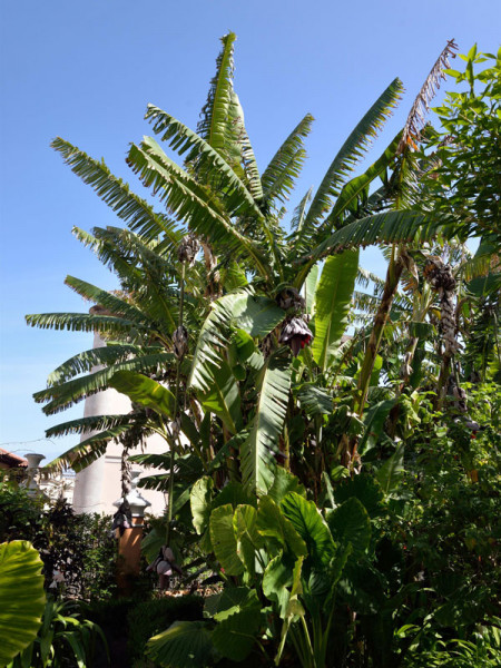 Musa ensete, Zierbanane