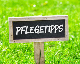 Pflegetipps-fuer-Stauden