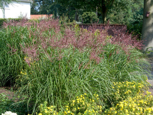 Miscanthus sinensis 'Ferner Osten', China-Schilf