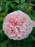 Rose Garden of Roses ® - Kordes