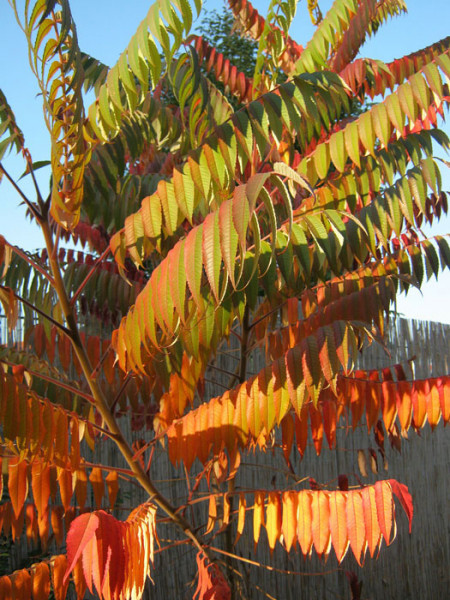 Essigbaum Triebe