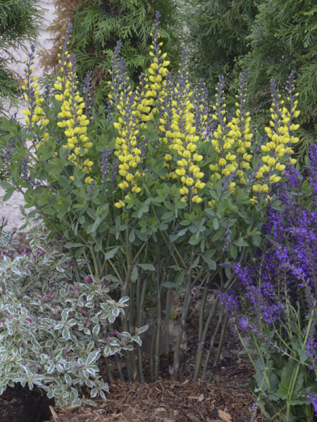 Baptisia decadence &#039;Lemon Meringe&#039;, Indigolupine