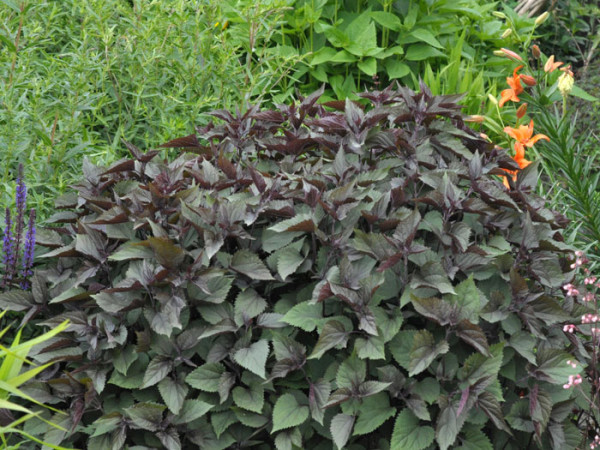 Eupatorium rugosum &#039;Chocolate&#039;, braunblättriger Wasserdost, Riesenschirm