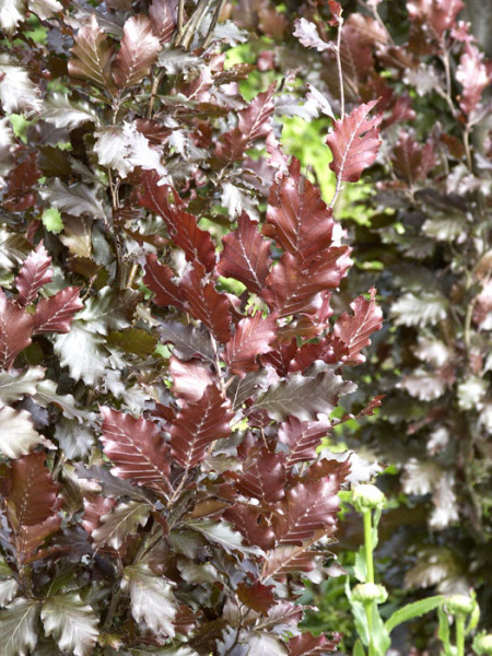 Fagus sylvatica &#039;Rohan Obelisk&#039;, Rote Säulenbuche