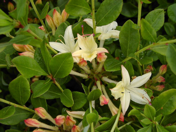 Rhododendron viscosum &#039;Lemon Drop&#039;, sommergrüne japanische Gartenazalee