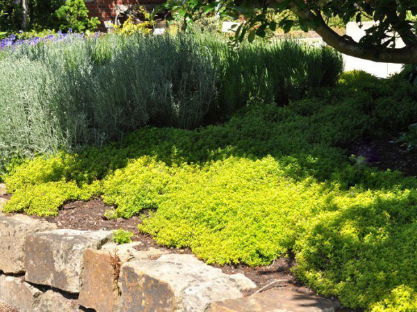 Gelber Zitronenthymian, Thymus citriodorus &#039;Golden Dwarf&#039;