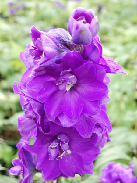 Delphinium-Hybride 'Purple Passion', Gefüllter Rittersporn