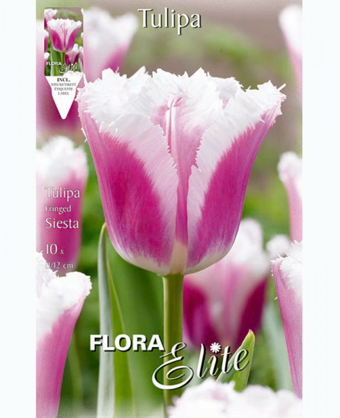 Gefranste Tulpe 'Siesta' (Art.Nr. 5955235)
