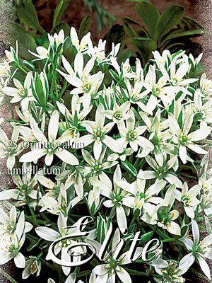 Stern von Bethlehem, Ornithogalum umbellatum (Art.Nr. 597230)