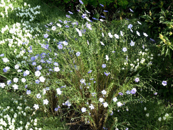 Linum perenne &#039;Nanum Saphir&#039;, Blauer Staudenlein, Gartenlein, Gartenflachs