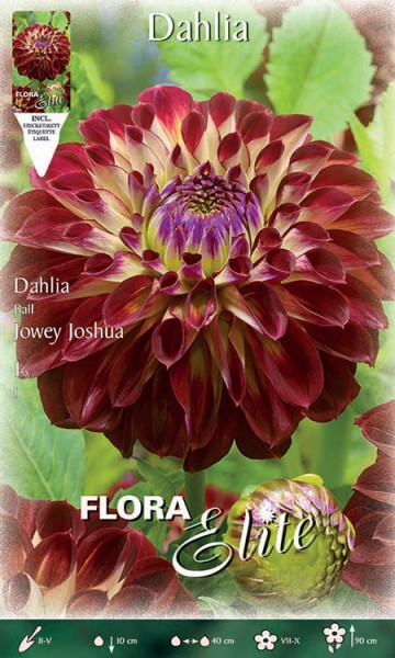 Ball-Dahlie &#039;Jowey Joshua&#039;, Dahlia (Art.Nr. 520483)