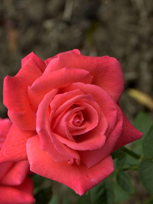 Super star rose pale pas 2025 cher