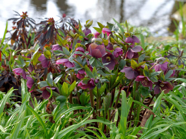 Helleborus orientalis &#039;Red Hybrid&#039; (M), Lenzrose, Christrose, Nieswurz