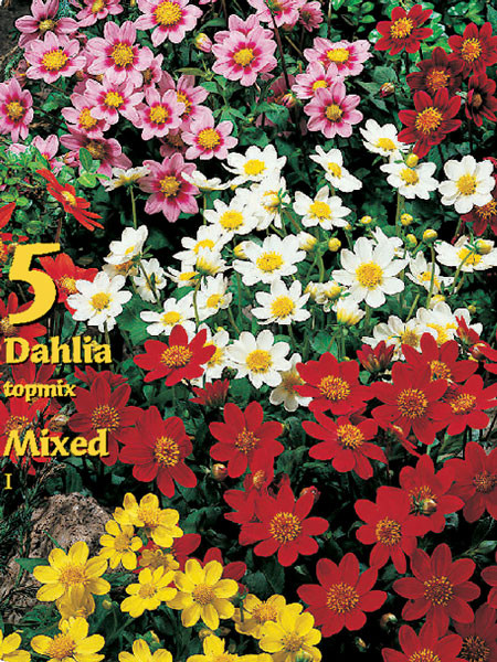 Topmix-Dahlien-Prachtmischung, Dahlia (Art.Nr. 522324)