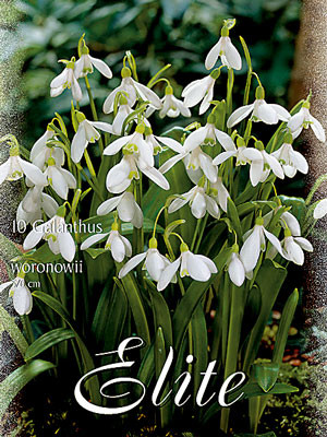 Schneeglöckchen &#039;Woronowii&#039;, Galanthus (Art.Nr. 596802)