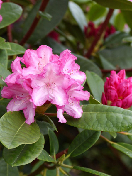 Rhododendron yakushimanum &#039;Blurettia&#039;