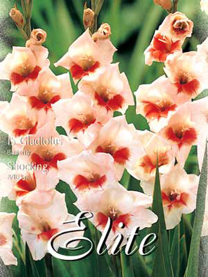Schmetterlings-Gladiole &#039;Shocking&#039;, Gladiolus (Art.Nr. 521362)