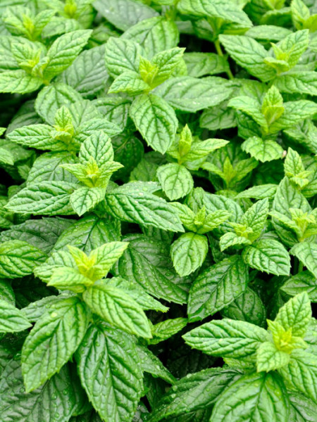 Ingwerminze, Mentha gentilis &#039;Variegata&#039;