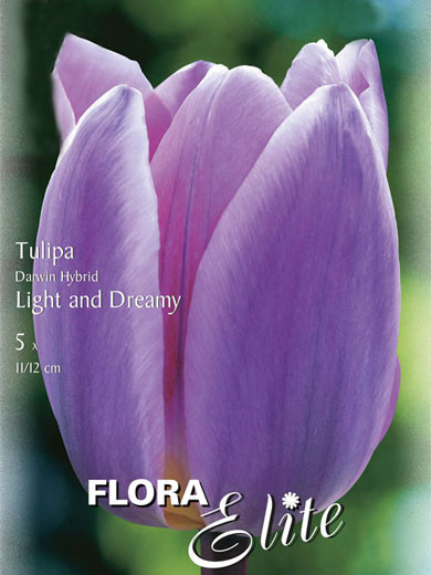 Darwin-Hybrid-Tulpe &#039;Light an Dreamy&#039; (Art.Nr. 595309)