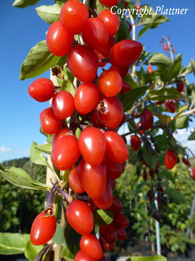 Goji-Beere &#039;Synthia&#039; (Lycium barbarum Synthia)