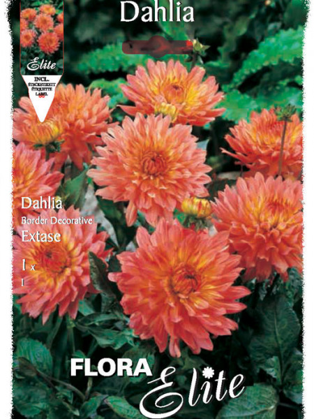 Beet-Dahlie &#039;Extase&#039;, Dahlia (Art.Nr. 520382)