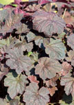 heuchera-mocha56d9890872b0f