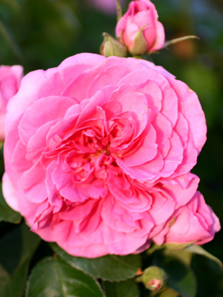 Blüte der Rose Gertrude Jekyll