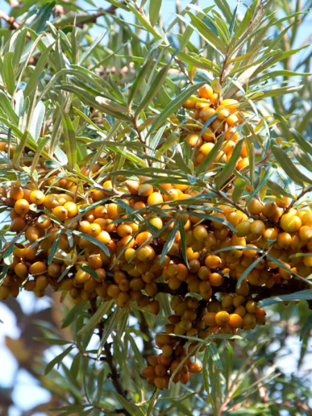 Hippophae rhamnoides &#039;Friesdorfer Orange&#039;, Sanddorn