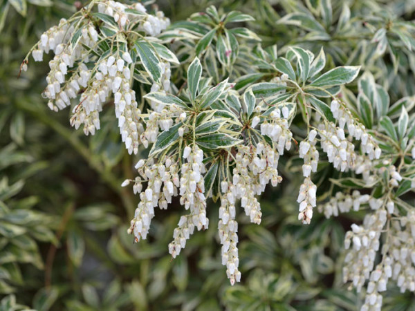 Schattenglöckchen Variegata Blüte