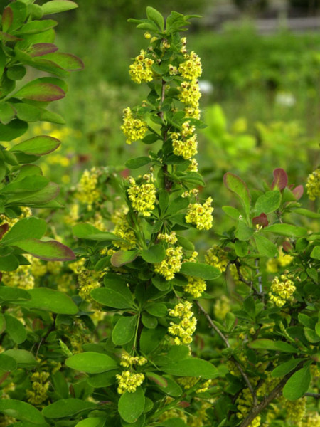 Berberis vulgaris, Sauerdorn