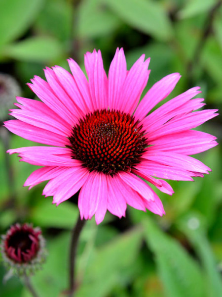 Echinacea purpurea &#039;Fatal Attraction&#039; ®, Garten-Sonnenhut, Scheinsonnenhut