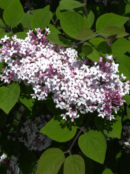 Herbstflieder Superba Blüte