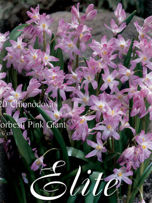 Schneeglanz &#039;Pink Giant&#039;, Sternhyazinthe Chionodoxa (Art.Nr. 596532)