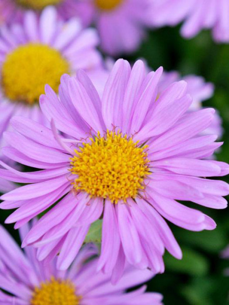 Aster alpinus &#039;Happy End&#039; (M), Alpen-Aster, Frühjahrsaster