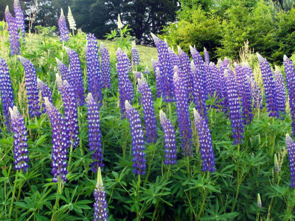 Lupinus polyphyllus &#039;Kastellan&#039;, Blaue Lupine, Wolfsbohne