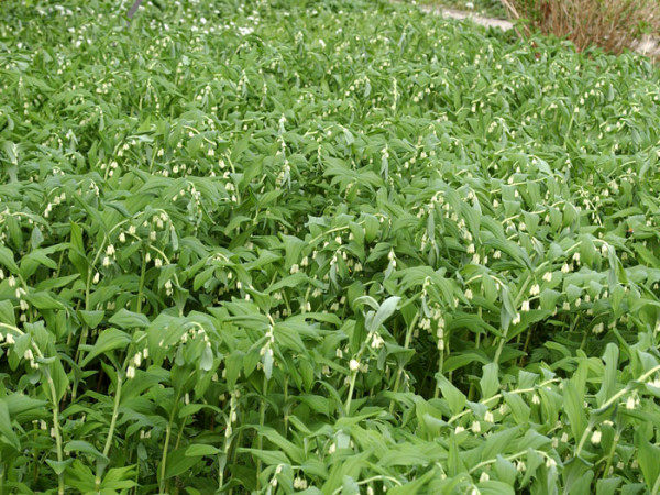 Polygonatum x hybridum &#039;Weihenstephan&#039;, Salomonssiegel, Weißwurz