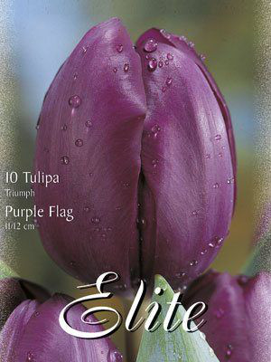 Triumph-Tulpe &#039;Purple Flag&#039; (Art.Nr. 595256)