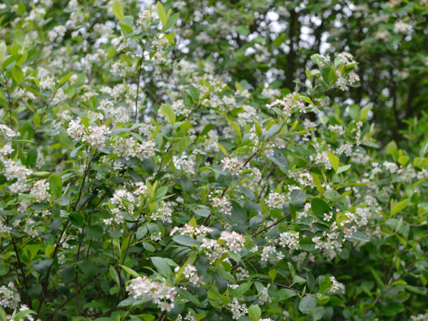 Aronia melanocarpa, Wilde Apfelbeere