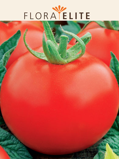 Frühe Tomate 'Harzfeuer F1' (Art.Nr. 21550)